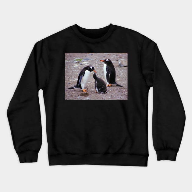 Gentoo Penguin Family Feeding Chick Crewneck Sweatshirt by Carole-Anne